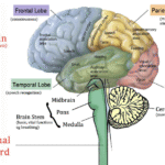 Taif University  CNS module Anatomy, histology, Physiology